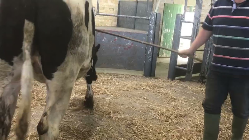 cow tries to leave auction 3