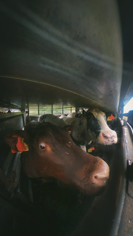 Cows inside of a slaughter truck - Dunbia Cardington Slaughterhouse, Bedford