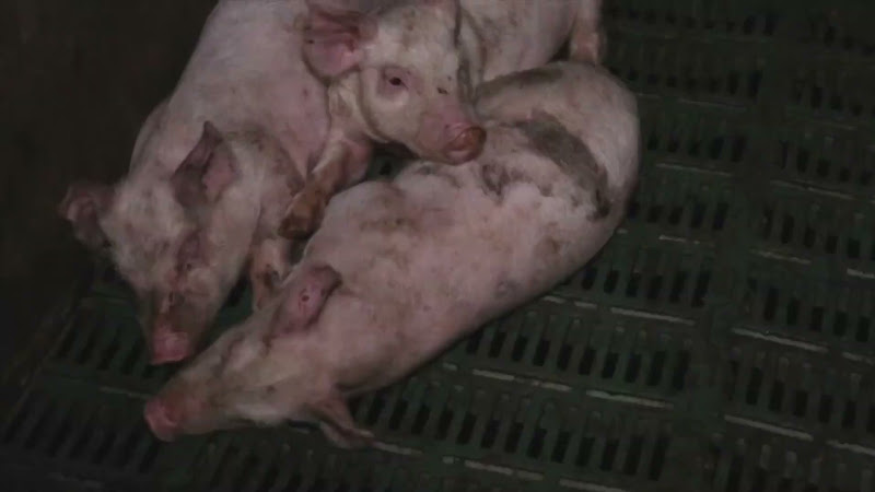 Sleeping piglets on farm