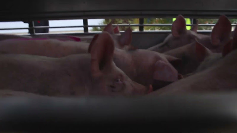 Pigs on slaughter truck - CK Meats, Suffolk