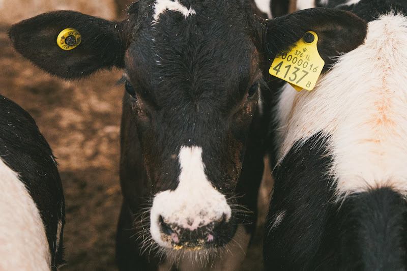 Calf on a dairy farm, Israel 