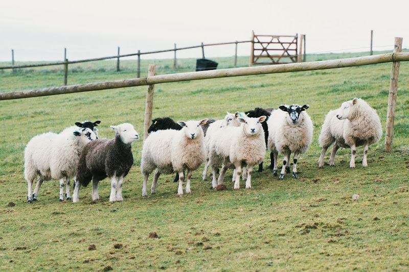 Herd of Sheep - Hakuna Matata Animal Sanctuary