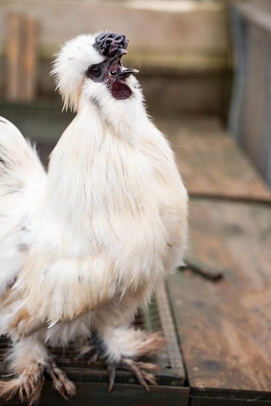 Chicken - Hakuna Matata Animal Sanctuary