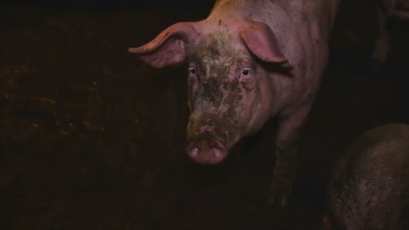 Close up of pig in farm