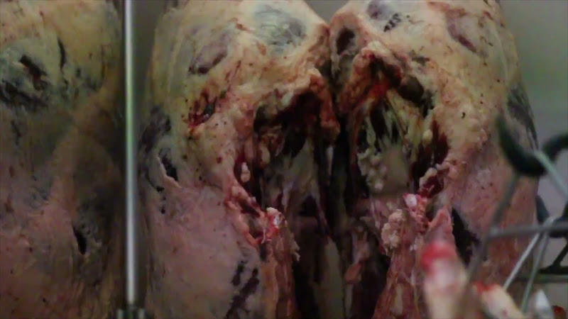 Hanging carcasses in the meat freezer - Tideford Slaughterhouse, Cornwall