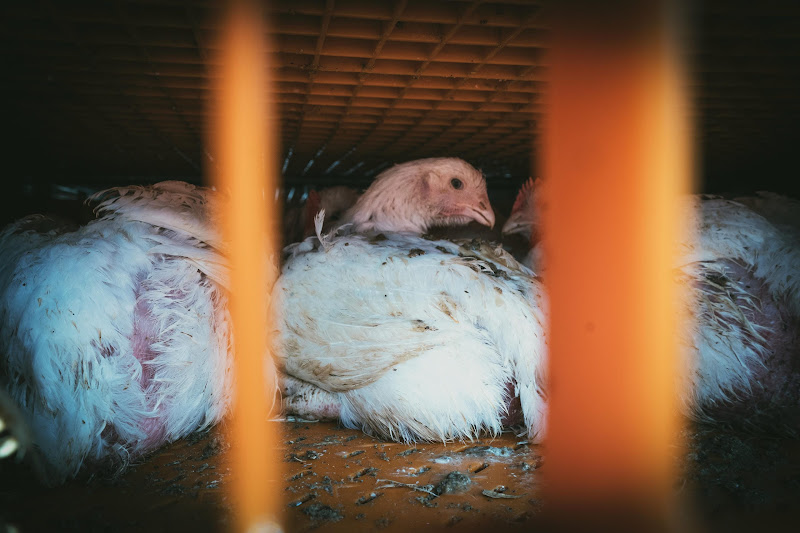 Chickens in crates  - Avara Chicken Slaughterhouse Brackley, UK