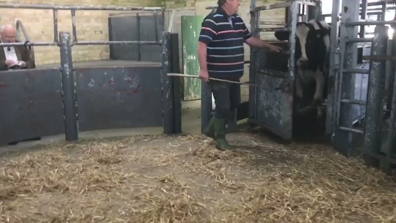 cow moos enter auction