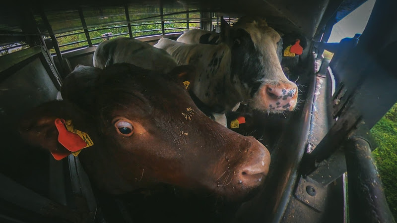 Cows inside of a slaughter truck - Dunbia Cardington Slaughterhouse, Bedford