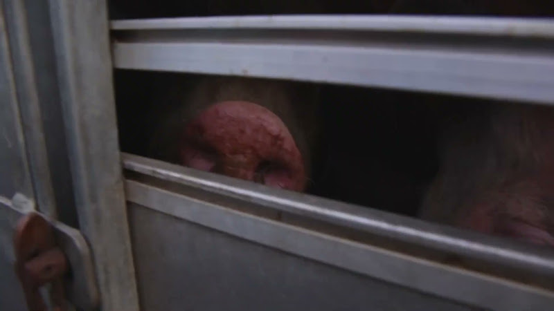 Pig snout with ring - CK Meats, Suffolk