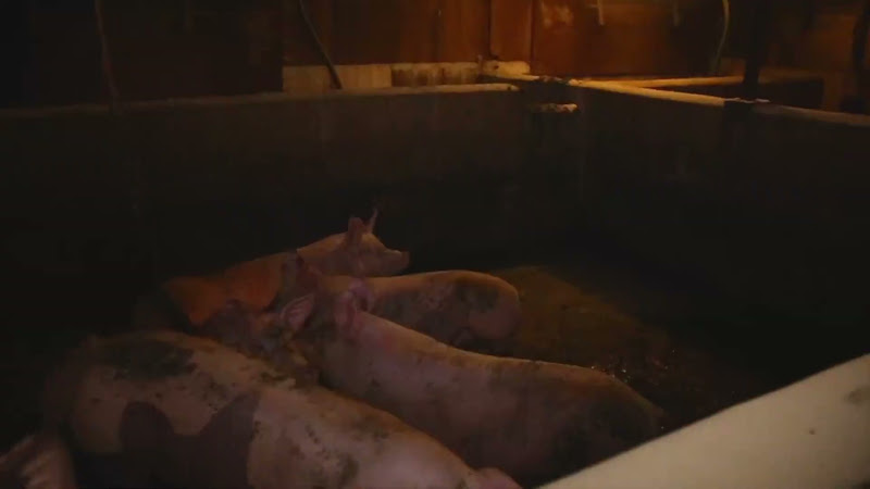 Camera pans across pig shed