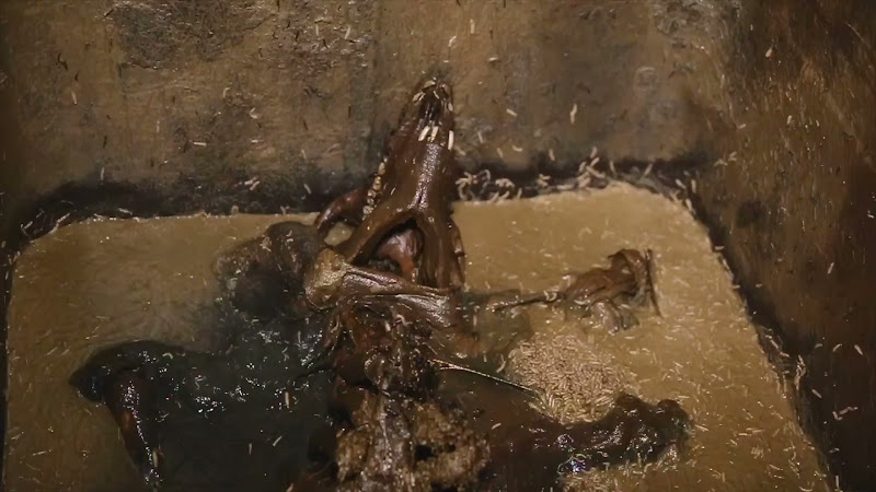 Rotting pig carcass in farm dead bin