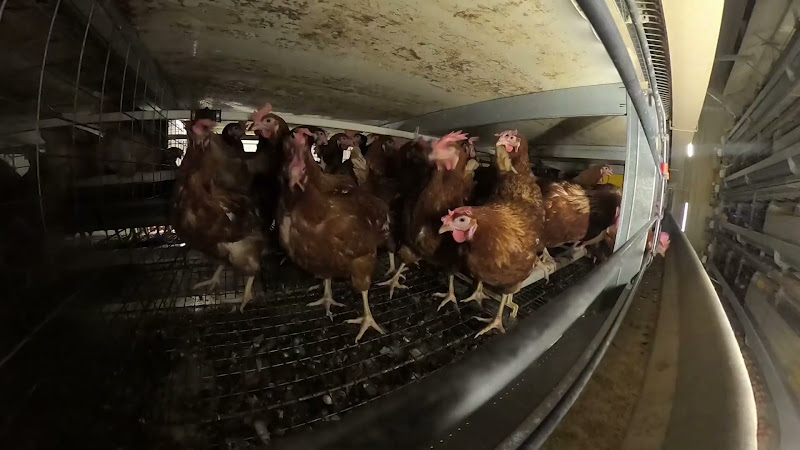 Enriched cage egg chickens - Shot from inside the cage