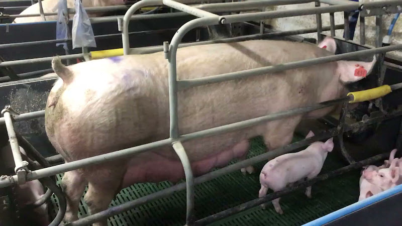 Mother pig in a farrowing crate with her piglets