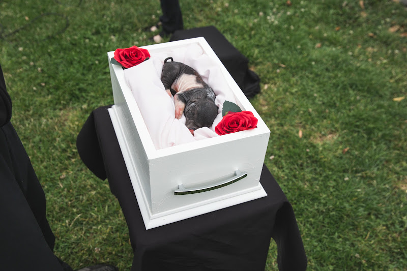Dead piglet - Funeral for farm animals at the Animal Liberation Conference 2018