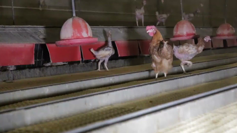 Chickens with featherloss inside a barn egg facility 