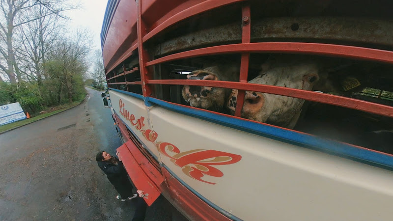 Cows look out of slaughter truck - Dunbia Cardington Slaughterhouse, Bedford