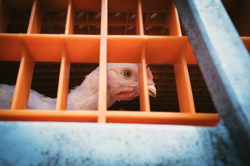 Chickens in crates  - Avara Chicken Slaughterhouse Brackley, UK