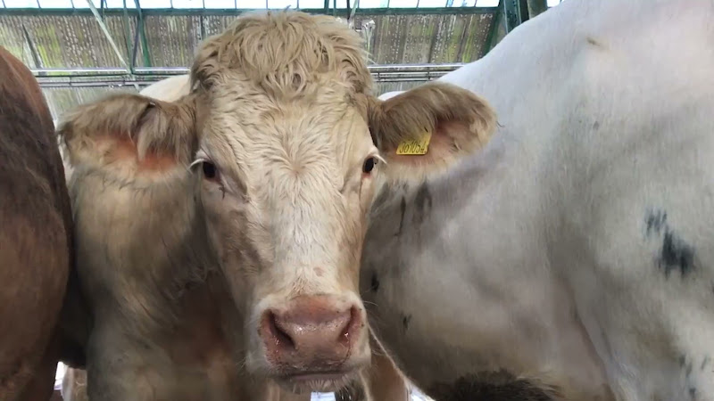 Close Up Cows - Newton Abbot Livestock Market