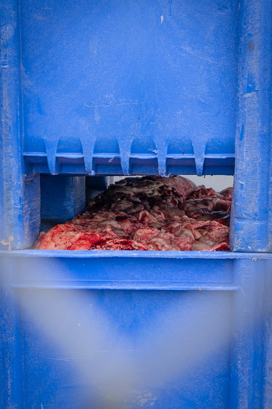 Entrails at St Merryn's Meat Slaughterhouse, Bodmin, Cornwall