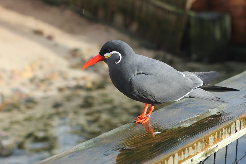 Inca Tern Bird At Coastal Zoo
