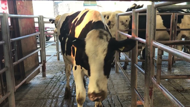 Cows walked to holding pens - Newton Abbot Livestock Market